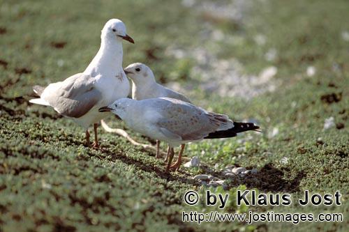 Hartlaubmoewe/Hartlaub´s gull/Larus hartlaubii        Hartlaub´s gull with two young birds    