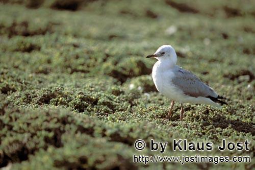 Hartlaub´s gull/Larus hartlaubii        Hartlaub´s gull in fresh green        This beautiful gu