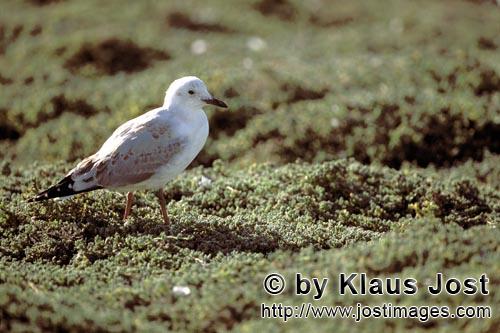 Hartlaub´s gull/Larus hartlaubii        Hartlaub´s gull        This beautiful gull species (Lar