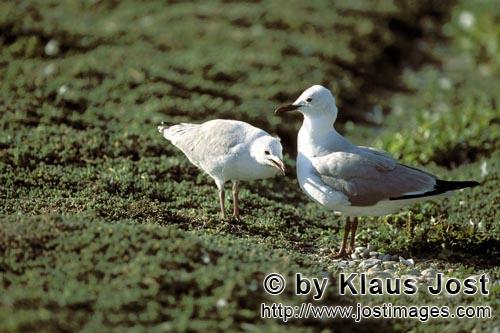 Hartlaub´s gull/Larus hartlaubii        Hartlaub´s gull with young gull        This beautiful g