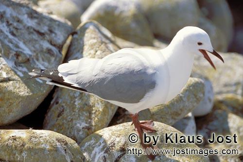 Hartlaub´s gull/Larus hartlaubii        Hartlaub´s gull on stony ground        This beautiful g