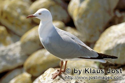 Hartlaub´s gull/Larus hartlaubii        Beautiful seabird Hartlaub´s gull        This beautiful <b