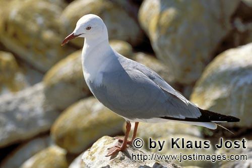 Hartlaub´s gull/Larus hartlaubii        Hartlaub´s gull on a stone        This beautiful gull s