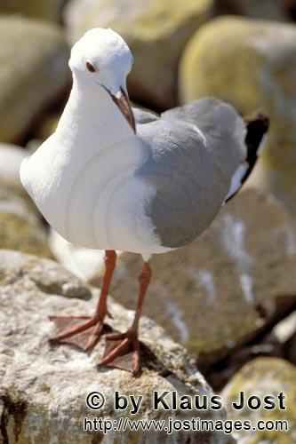 Hartlaub´s gull/Larus hartlaubii        Hartlaub´s gull from Dyer Island        This beautiful 