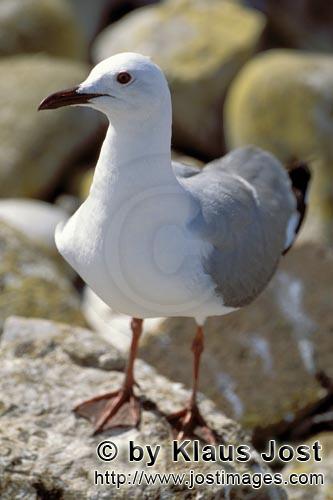 Hartlaub´s gull/Larus hartlaubii        Hartlaub´s gull        This beautiful gull species (Lar