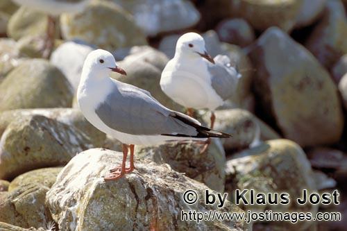 Hartlaubmoewe/Hartlaub´s gull/Larus hartlaubii        Hartlaub´s on stones        