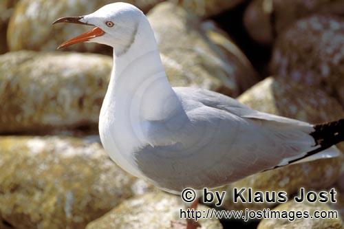 Hartlaub´s gull/Larus hartlaubii        Hartlaub´s gull on Dyer Island        This beautiful gu