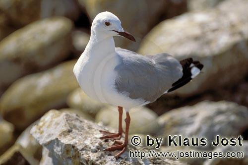 Hartlaub´s gull/Larus hartlaubii        Hartlaub´s gull in stony terrain        This beautiful 