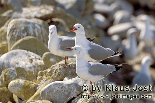 Hartlaubmoewe/Hartlaub´s gull/Larus hartlaubii        Hartlaub´s gulls rest on stones    