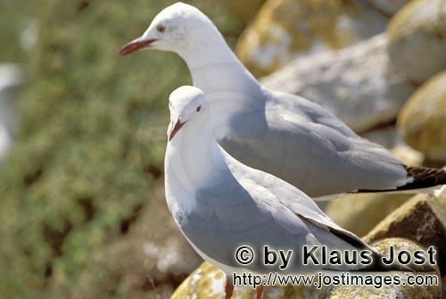 Hartlaub´s gull/Larus hartlaubii        Two Hartlaub´s gulls on Dyer Island        This beautiful gull