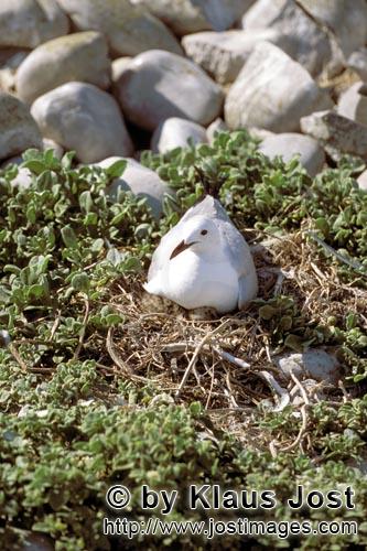Hartlaub´s gull/Larus hartlaubii        Brooding Hartlaub´s gull        This beautiful gull spe