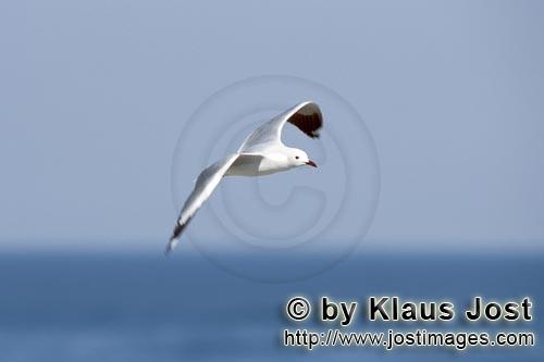 Hartlaub´s gull/Larus hartlaubii        Hartlaub´s gull over the sea        This beautiful gull