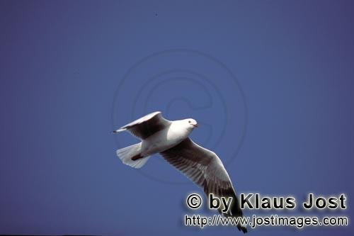 Hartlaubmoewe/Hartlaub´s gull/Larus hartlaubii        Hartlaub´s gull over the ocean    