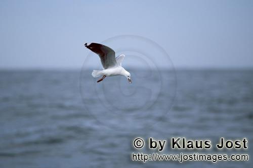 Hartlaub´s gull/Larus hartlaubii        Hartlaub´s gull looking for prey        This beautiful <b