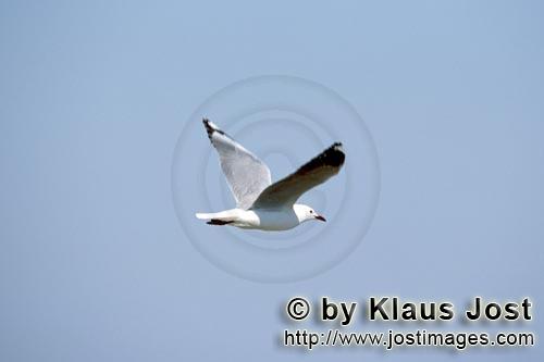 Hartlaub´s gull/Larus hartlaubii        Hartlaub´s gull on the way to Dyer Island        This beau