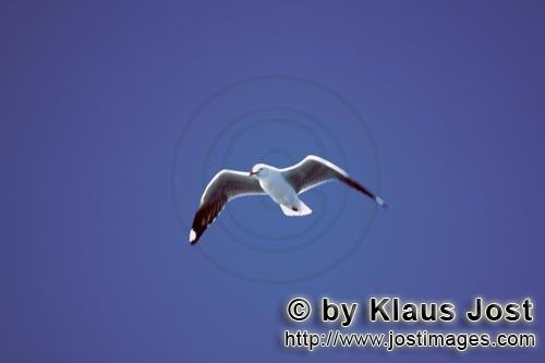 Hartlaub´s gull/Larus hartlaubii        Hartlaub´s gull on blue sky        This beautiful gull 
