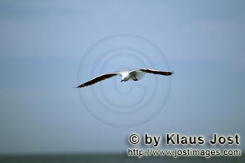 Hartlaub´s gull/Larus hartlaubii        Hartlaub´s gull looking for prey        This beautiful 