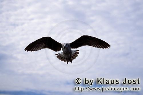 Dominikanermoewe/Kelp gull/Larus dominicanus        Flying young Kelp gull    