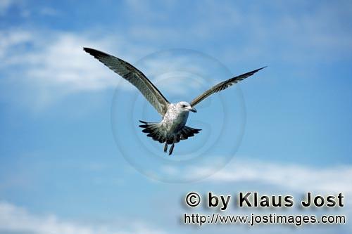 Kelp gull/Larus dominicanus        Flying young Kelp gull        The Kelp Gull is one of the 