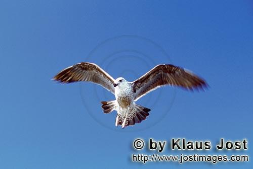 Dominikanermoewe/Kelp gull/Larus dominicanus        Flying young Kelb gull    
