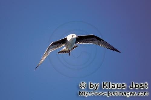 Dominikaner Moewe/Kelp gull/Larus dominicanus        Kelp gull (Larus dominicanus)