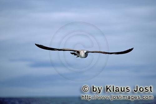 Dominikanermoewe/Kelp gull/Larus dominicanus        Flying young Kelp gull        