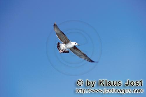 Dominikanermoewe/Kelp gull/Larus dominicanus        Flying Young Kelp gull    