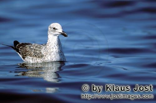 Kelp gull/Larus dominicanus        Young Kelp gull swimming        The Kelp Gull is one of th