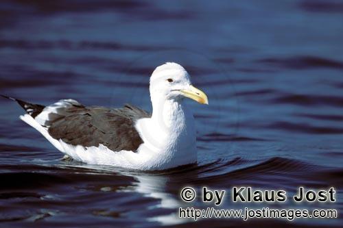 Kelp gull/Larus dominicanus        Kelb gull on the sea        The Kelp Gull is one of the <b