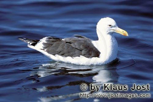 Kelp gull/Larus dominicanus        Swimming Kelp gull        The Kelp Gull is one of the l