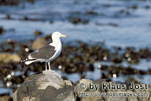 Kelp gull/Larus dominicanus        Kelp gull on rocky coast        The Kelp Gull is one of th