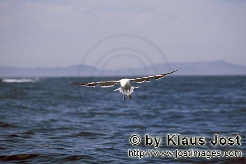 Kelp gull/Larus dominicanus        Kelp gull glides over the sea        The Kelp Gull is one 