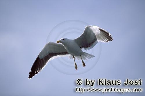 Kelp gull/Larus dominicanus        Flying Kelp gull        The Kelp Gull is one of the lar