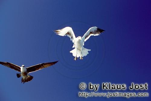 Kelp gull/Larus dominicanus        Kelp gulls in Landing Approach        The Kelp Gull is one