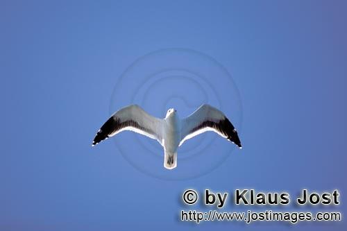Kelp gull/Larus dominicanus        Observing Flying Kelp gull        The Kelp Gull is one of 