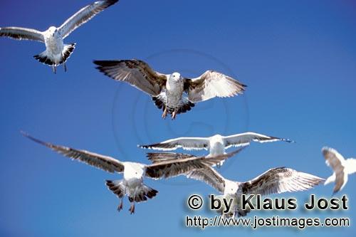 Kelp gull/Larus dominicanus        Kelp gulls over the sea        The Kelp Gull is one of the