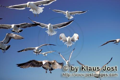 Kelp gull/Larus dominicanus        Flying Kelp gulls        The Kelp Gull is one of the la