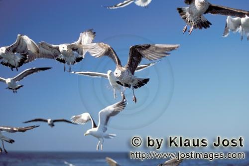 Kelp gull/Larus dominicanus        Remains of fish are attractive for Dominican gulls        The 