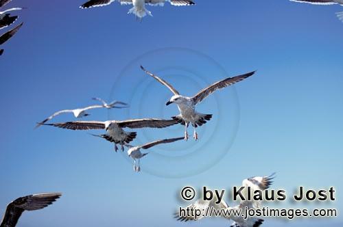 Dominikanermoewe/Kelp gull/Larus dominicanus        Fish waste attractsKelp gulls        The Kelp