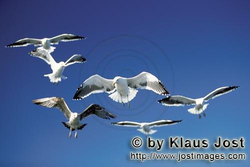 Kelp gull/Larus dominicanus        Kelp gulls over fish remains        The Kelp Gull is one o