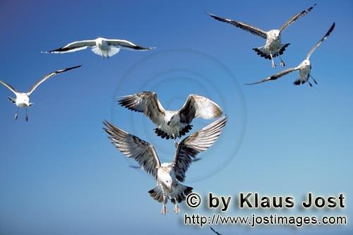 Kelp gull/Larus dominicanus        Kelp gulls in flight        The Kelp Gull is one of the <b