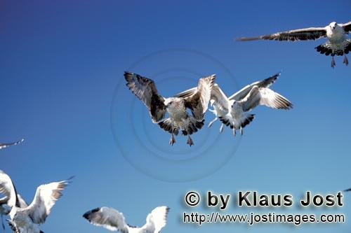Kelp gull/Larus dominicanus        Kelp gulls have discovered prey        The Kelp Gull is on