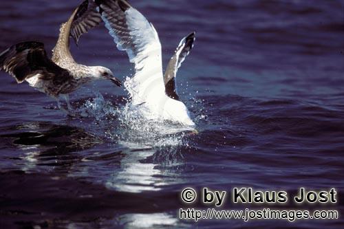 Kelp gull/Larus dominicanus        Kelp gulls plunge into prey        The Kelp Gull is one of