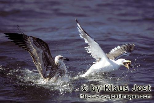 Kelp gull/Larus dominicanus        fight for fish remains        The Kelp Gull is one of the 