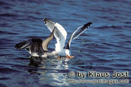 Kelp gull/Larus dominicanus        Kelp gulls fighting for fish remains        The Kelp Gull 