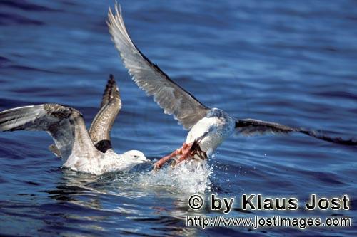Kelp gull/Larus dominicanus        Kelp gulls compete for prey        The Kelp Gull is one of