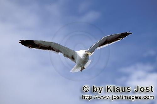 Kelp gull/Larus dominicanus        Kelb gull over the wide sea        The Kelp Gull is one of