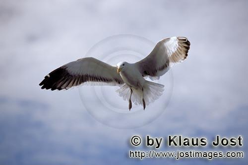 Kelp gull/Larus dominicanus        Kelp gull starts landing        The Kelp Gull is one of th