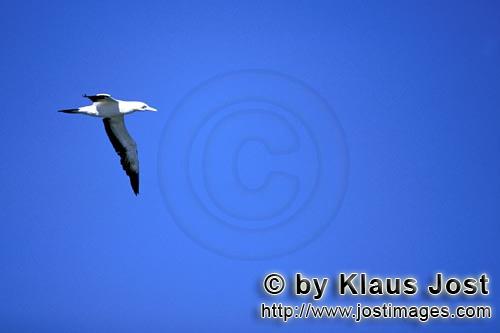 Kaptoelpel/Cape Gannet/Morus capensis        Flying Cape Gannet (Morus capensis)        The Cape 