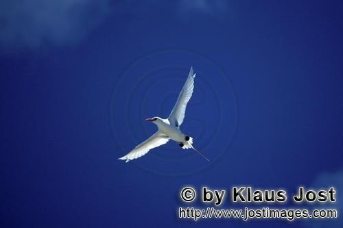 Red-tailed tropicbird/Rhaethon rubicauda        Flying Red-tailed tropicbird                 
